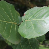 Coccoloba uvifera (L.) L.